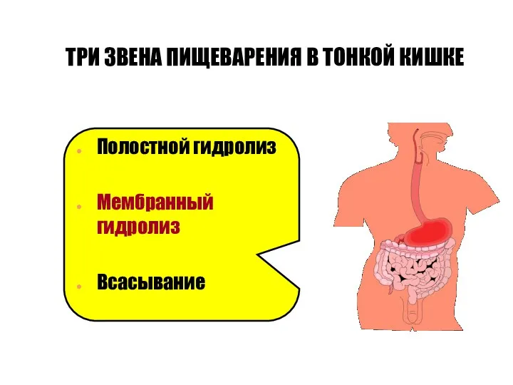 ТРИ ЗВЕНА ПИЩЕВАРЕНИЯ В ТОНКОЙ КИШКЕ Полостной гидролиз Мембранный гидролиз Всасывание