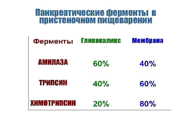 Панкреатические ферменты в пристеночном пищеварении