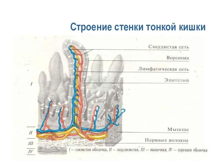 Строение стенки тонкой кишки с