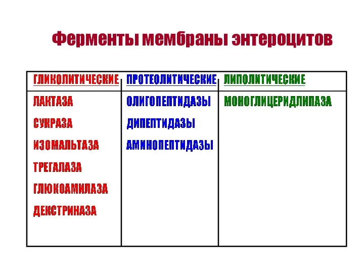 Ферменты мембраны энтероцитов