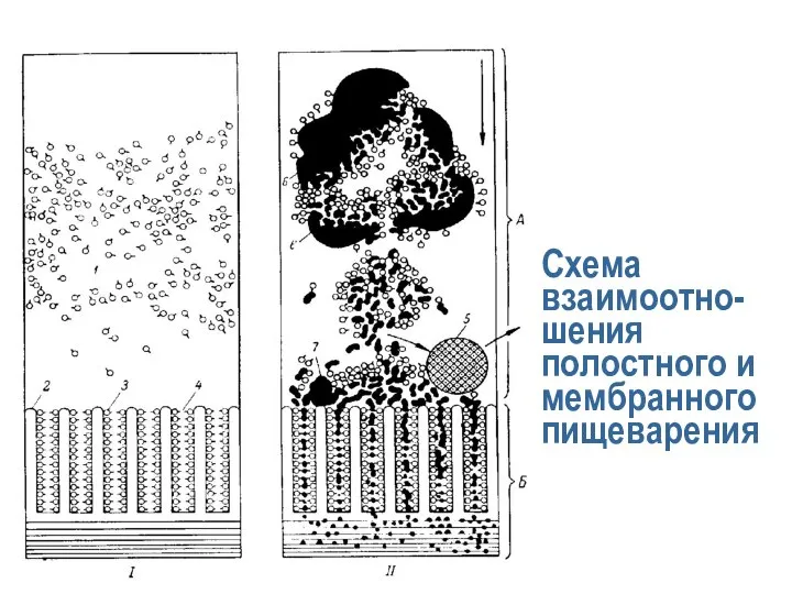 Схема взаимоотно-шения полостного и мембранного пищеварения