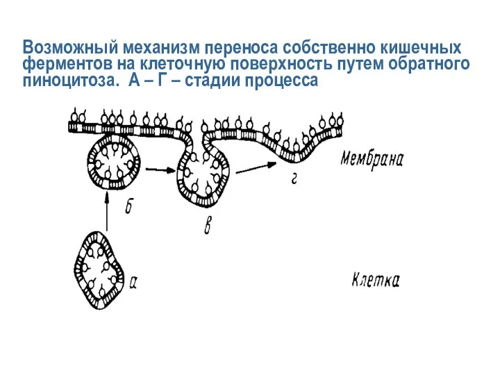 Возможный механизм переноса собственно кишечных ферментов на клеточную поверхность путем обратного