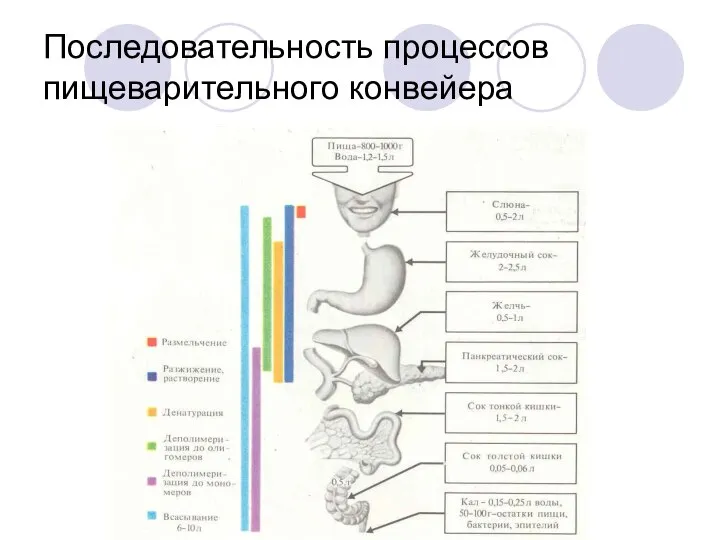 Последовательность процессов пищеварительного конвейера