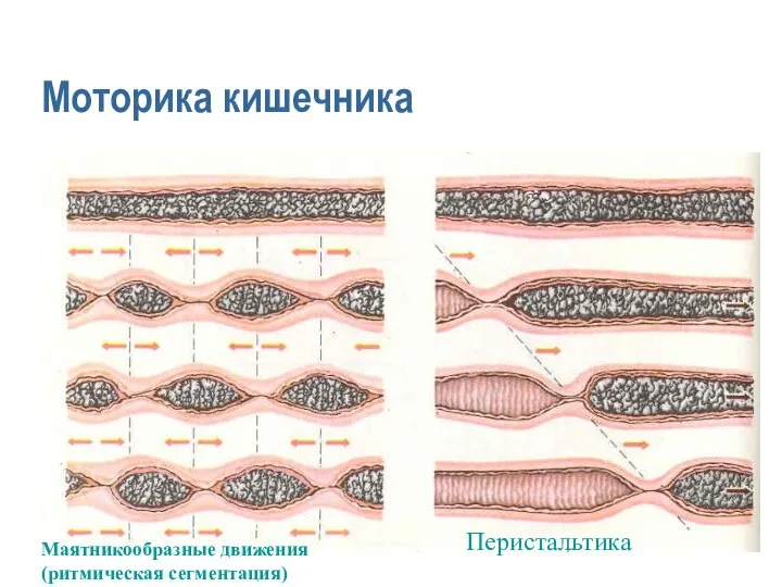 Моторика кишечника Маятникообразные движения (ритмическая сегментация) Перистальтика