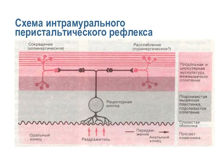 Схема интрамурального перистальтического рефлекса