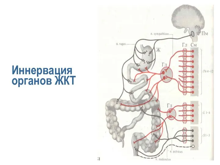 Иннервация органов ЖКТ