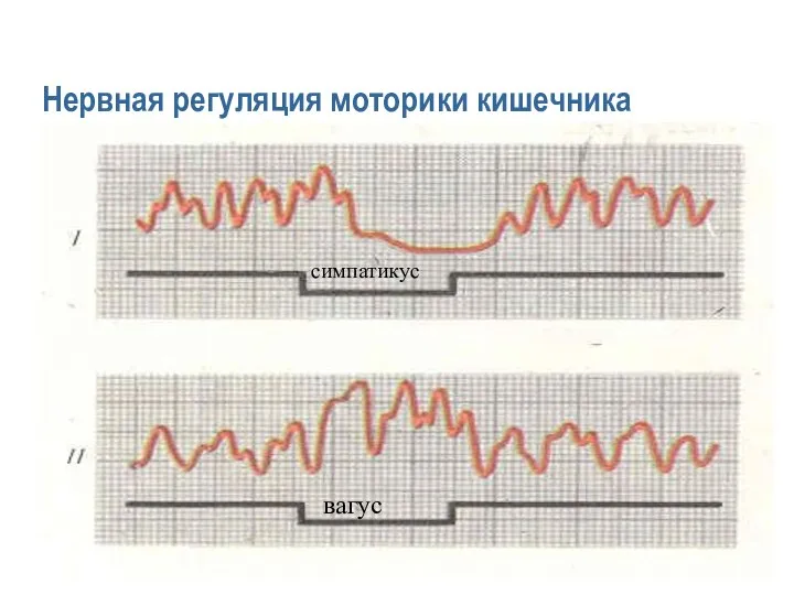 Нервная регуляция моторики кишечника симпатикус вагус