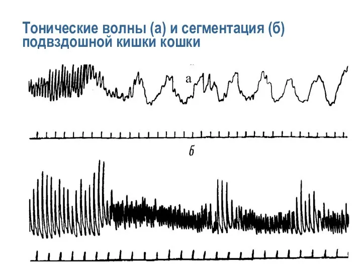 Тонические волны (а) и сегментация (б) подвздошной кишки кошки а