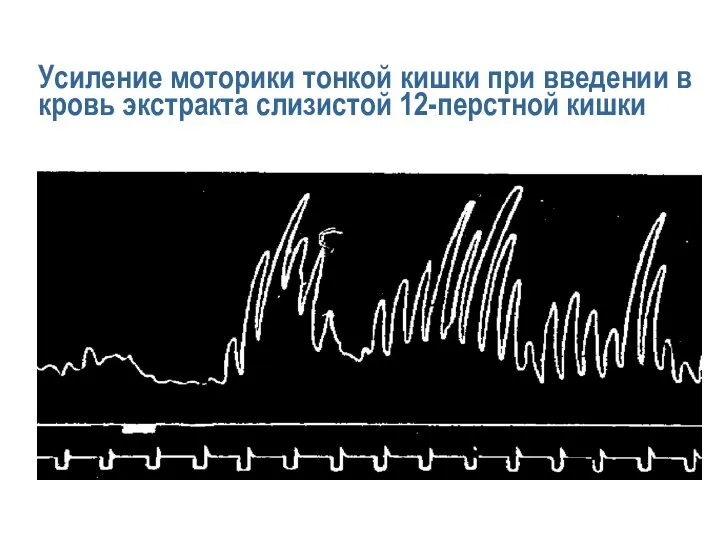 Усиление моторики тонкой кишки при введении в кровь экстракта слизистой 12-перстной кишки