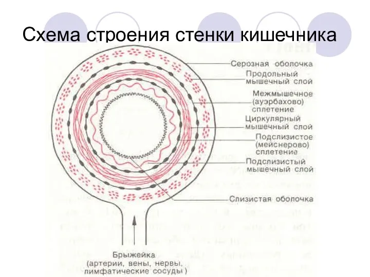 Схема строения стенки кишечника