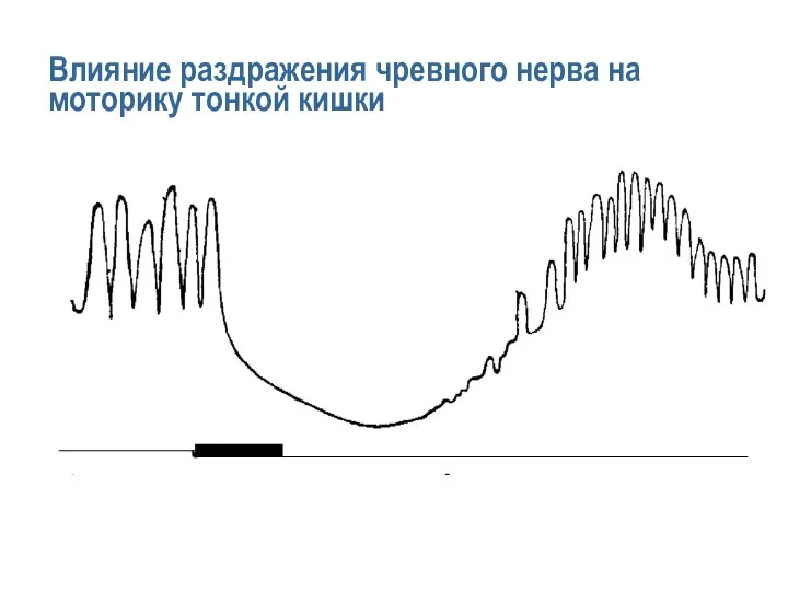 Влияние раздражения чревного нерва на моторику тонкой кишки