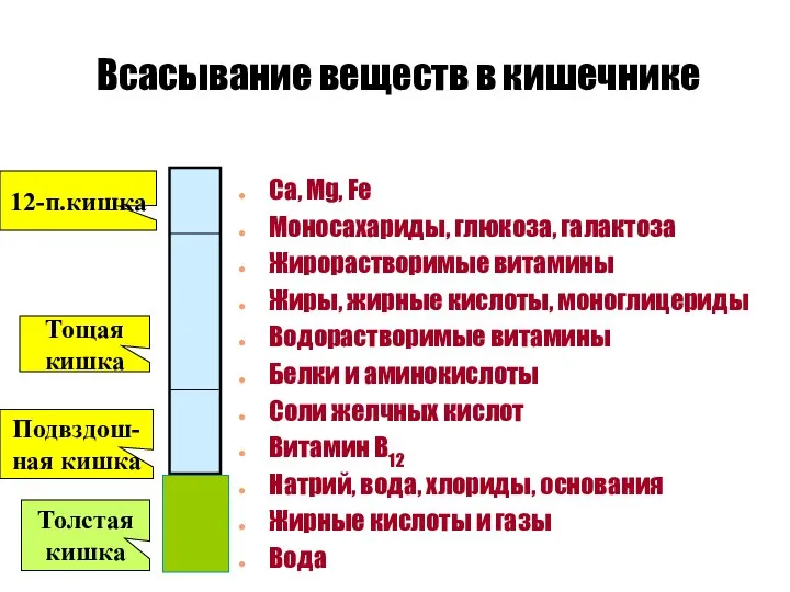 Всасывание веществ в кишечнике Ca, Mg, Fe Моносахариды, глюкоза, галактоза Жирорастворимые