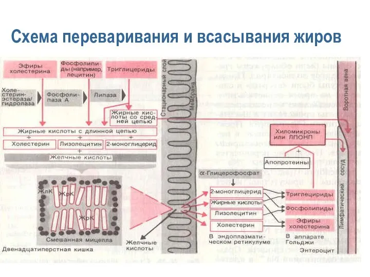 Схема переваривания и всасывания жиров