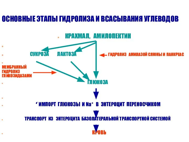 ОСНОВНЫЕ ЭТАПЫ ГИДРОЛИЗА И ВСАСЫВАНИЯ УГЛЕВОДОВ КРАХМАЛ, АМИЛОПЕКТИН СУКРОЗА ЛАКТОЗА ГИДРОЛИЗ
