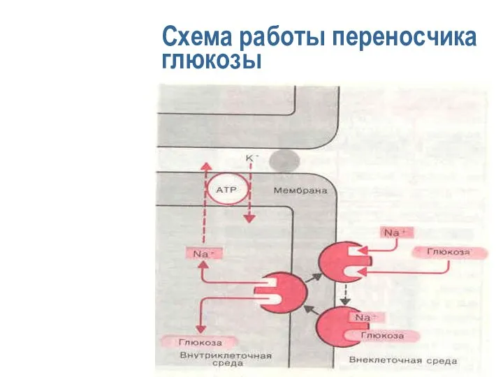 Схема работы переносчика глюкозы