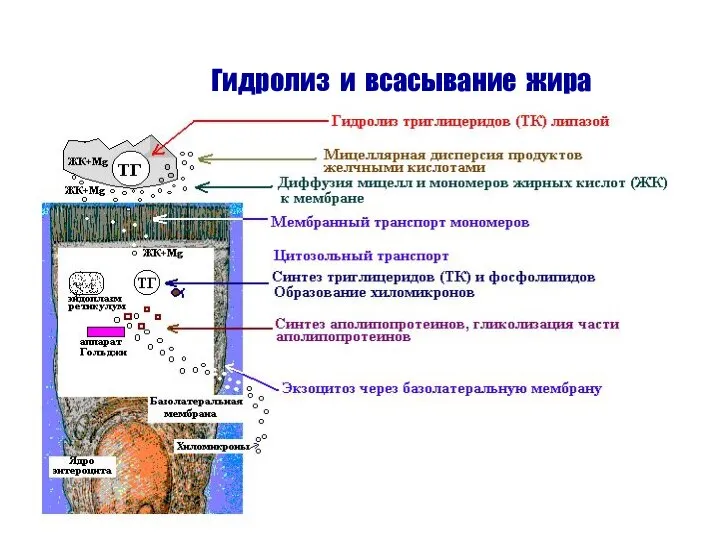 Гидролиз и всасывание жира