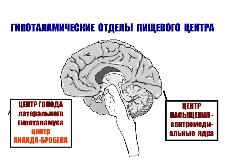 ГИПОТАЛАМИЧЕСКИЕ ОТДЕЛЫ ПИЩЕВОГО ЦЕНТРА ЦЕНТР ГОЛОДА латерального гипоталамуса центр АНАНДА-БРОБЕКА ЦЕНТР НАСЫЩЕНИЯ - вентромеди-альные ядра