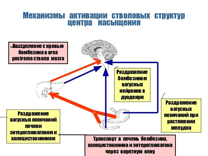 Раздражение бомбезином вагусных нейронов в дуоденум Раздражение вагусных окончаний при растяжении