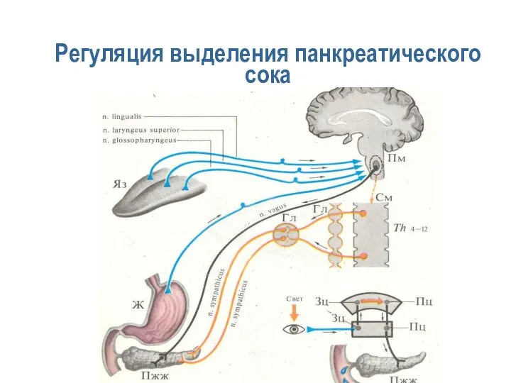 Регуляция выделения панкреатического сока