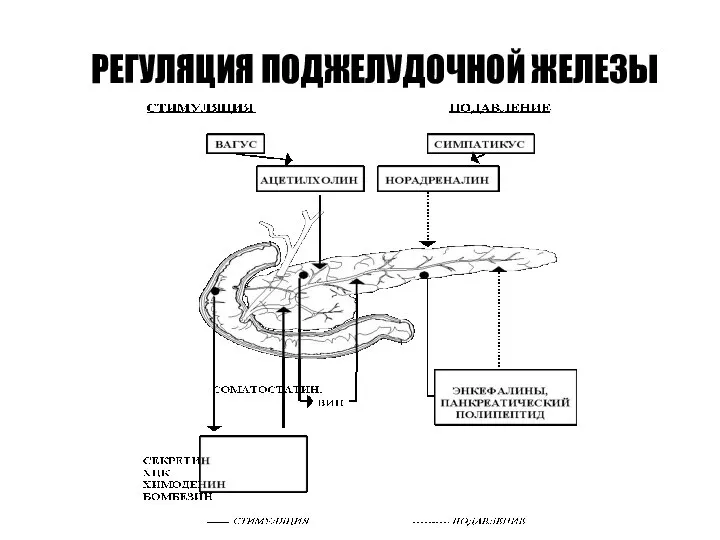 РЕГУЛЯЦИЯ ПОДЖЕЛУДОЧНОЙ ЖЕЛЕЗЫ