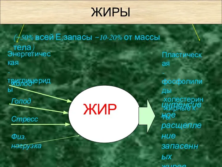 ЖИРЫ Энергетическая -триглицериды Пластическая -фосфолипиды -холестерин -жирные к- ты (~50% всей