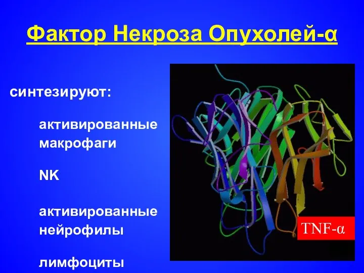 Фактор Некроза Опухолей-α синтезируют: активированные макрофаги NK активированные нейрофилы лимфоциты тучные клетки TNF-α