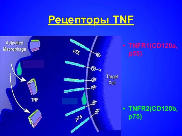 Рецепторы TNF TNFR1(CD120a, p55) TNFR2(CD120b, p75)
