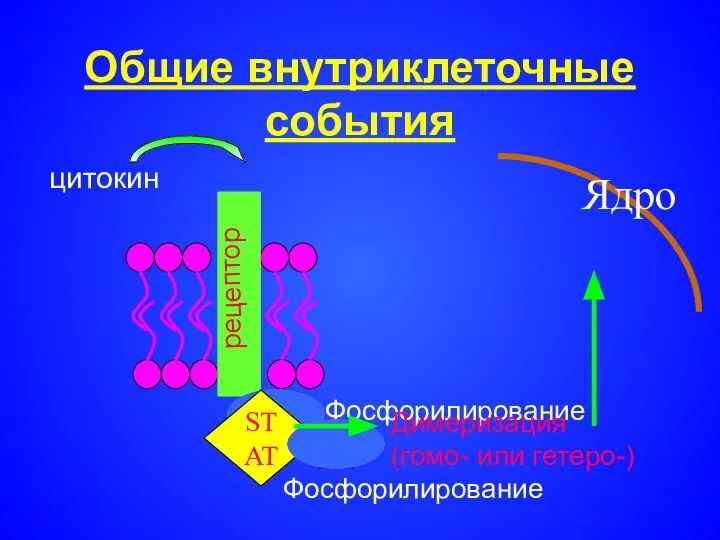 Общие внутриклеточные события киназа цитокин Фосфорилирование STAT киназа Фосфорилирование Димеризация (гомо- или гетеро-) Ядро