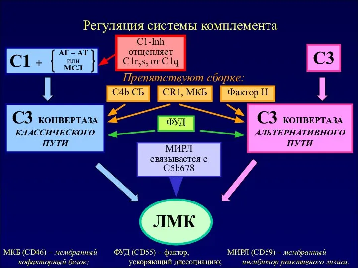 Общая схема C3 КОНВЕРТАЗА КЛАССИЧЕСКОГО ПУТИ C3 C3 КОНВЕРТАЗА АЛЬТЕРНАТИВНОГО ПУТИ