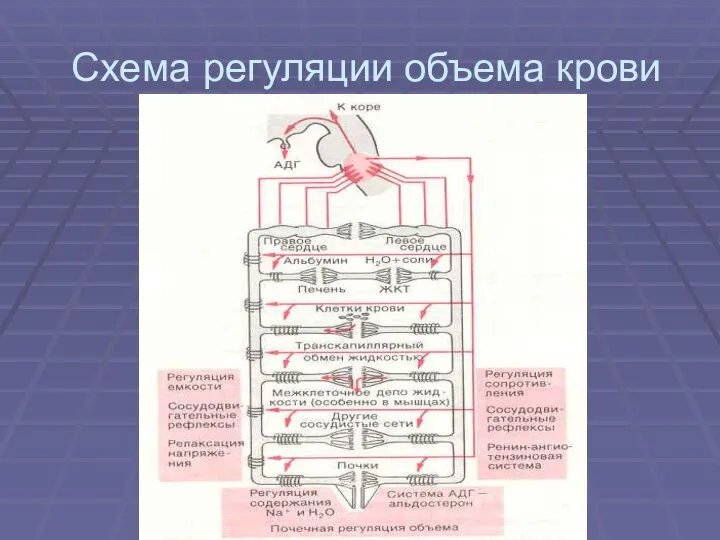 Схема регуляции объема крови