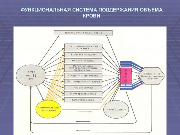 ФУНКЦИОНАЛЬНАЯ СИСТЕМА ПОДДЕРЖАНИЯ ОБЪЕМА КРОВИ