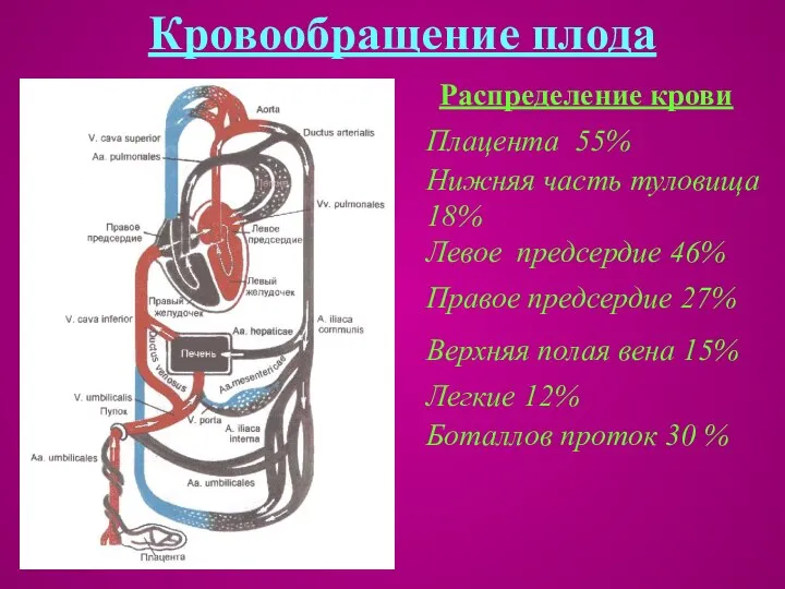 Кровообращение плода Распределение крови Плацента 55% Нижняя часть туловища 18% Левое