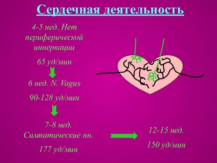 Сердечная деятельность 4-5 нед. Нет периферической иннервации 65 уд/мин