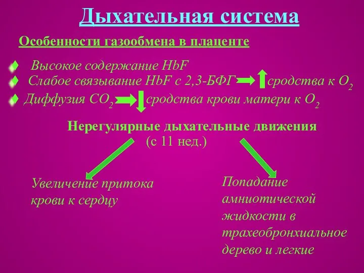 Дыхательная система Особенности газообмена в плаценте