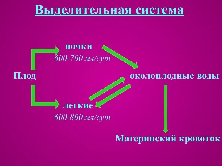 Выделительная система