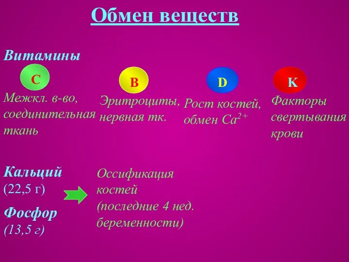 Витамины Обмен веществ