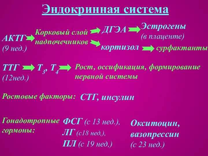 Эндокринная система Окситоцин, вазопрессин (с 23 нед.)