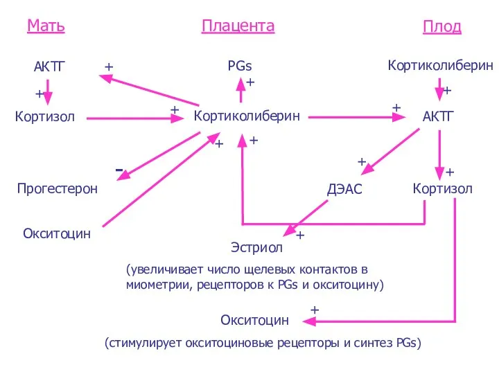 Мать Плацента Плод Кортизол Прогестерон Кортиколиберин Кортиколиберин PGs АКТГ ДЭАС Кортизол