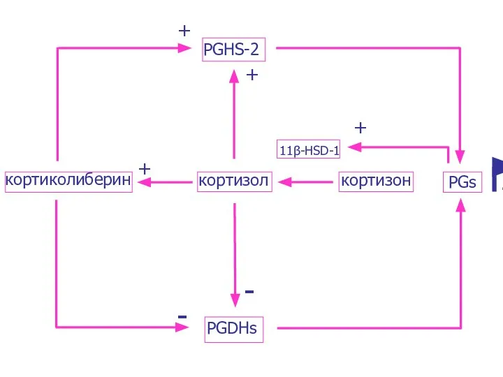 кортиколиберин кортизол кортизон PGs PGHS-2 PGDHs 11β-HSD-1 + + + + - -