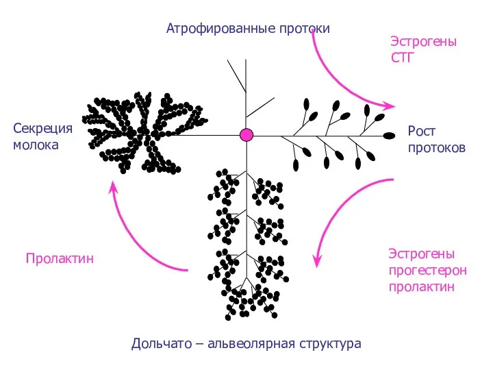 Атрофированные протоки Рост протоков Секреция молока Дольчато – альвеолярная структура Эстрогены СТГ Эстрогены прогестерон пролактин Пролактин