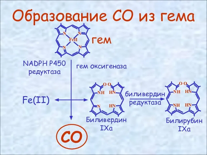 Образование СО из гема Fe(II) гем оксигеназа биливердин редуктаза NADPH P450 редуктаза