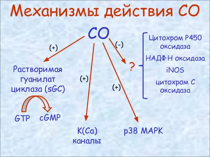 Механизмы действия СО СО