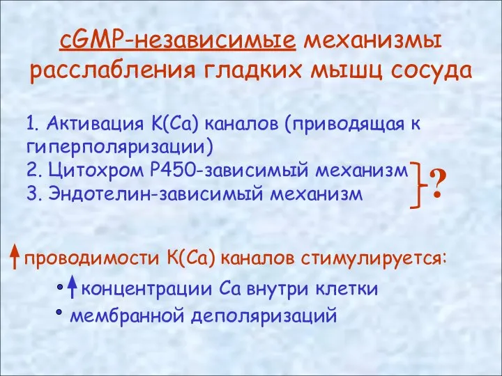 сGMP-независимые механизмы расслабления гладких мышц сосуда 1. Активация K(Ca) каналов (приводящая