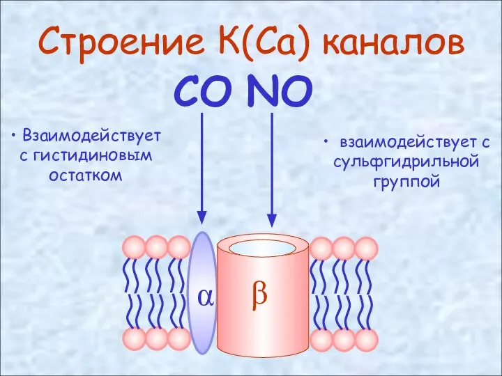 Строение К(Ca) каналов • Взаимодействует с гистидиновым остатком • взаимодействует с сульфгидрильной группой