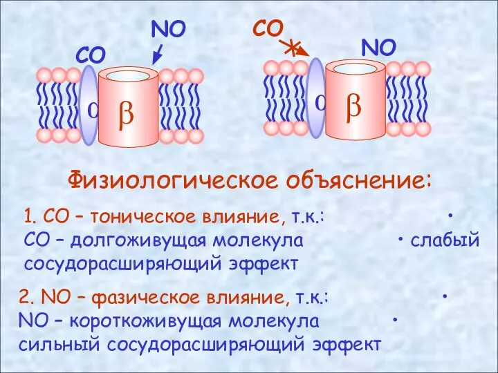 СО NO Физиологическое объяснение: 1. СО – тоническое влияние, т.к.: •