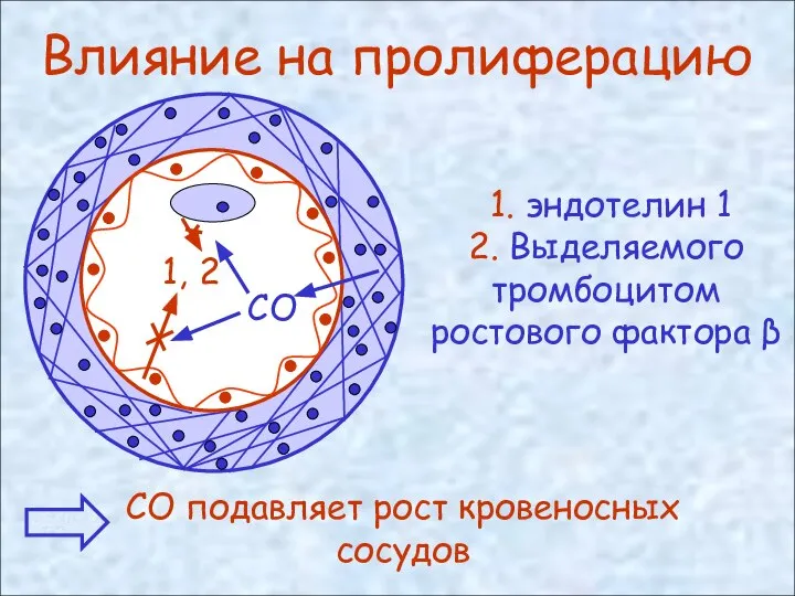 Влияние на пролиферацию 1. эндотелин 1 2. Выделяемого тромбоцитом ростового фактора β