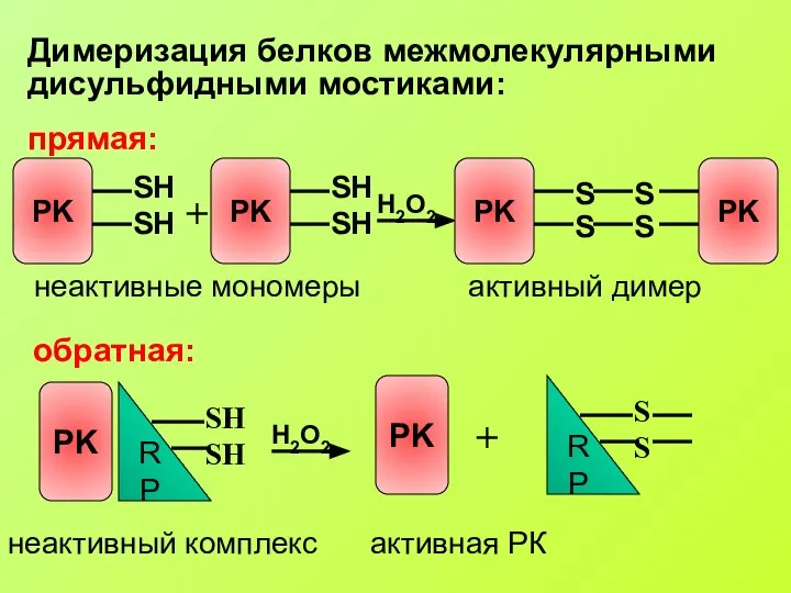 Димеризация белков межмолекулярными дисульфидными мостиками: прямая: обратная: