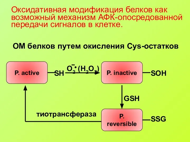 Оксидативная модификация белков как возможный механизм АФК-опосредованной передачи сигналов в клетке. ОМ белков путем окисления Cys-остатков