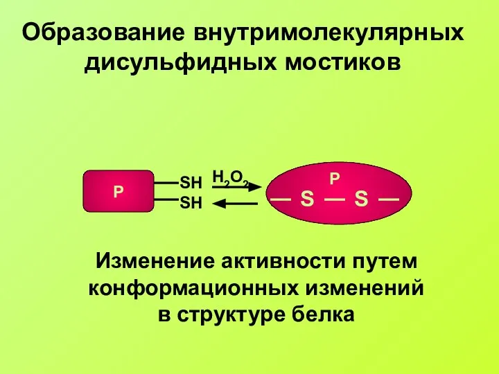 Образование внутримолекулярных дисульфидных мостиков