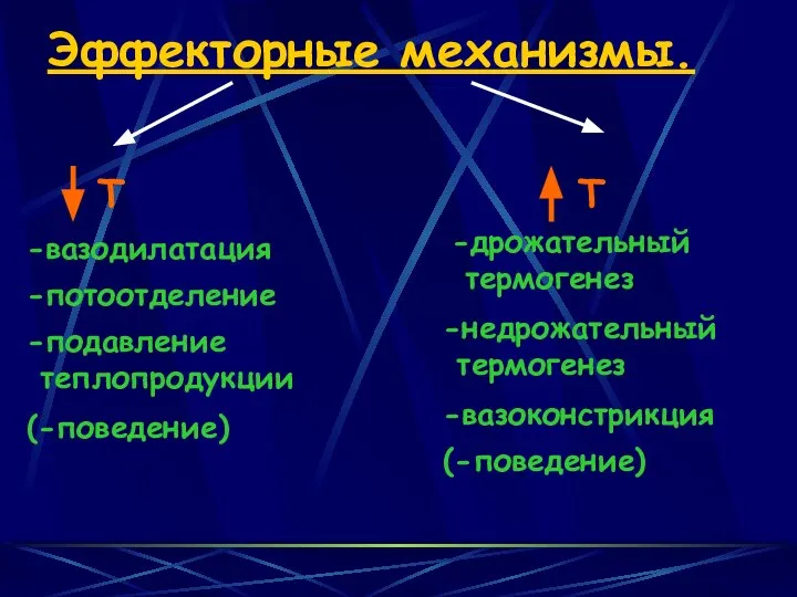 Эффекторные механизмы. -вазодилатация -потоотделение -подавление теплопродукции (-поведение) -дрожательный термогенез -недрожательный термогенез -вазоконстрикция (-поведение)